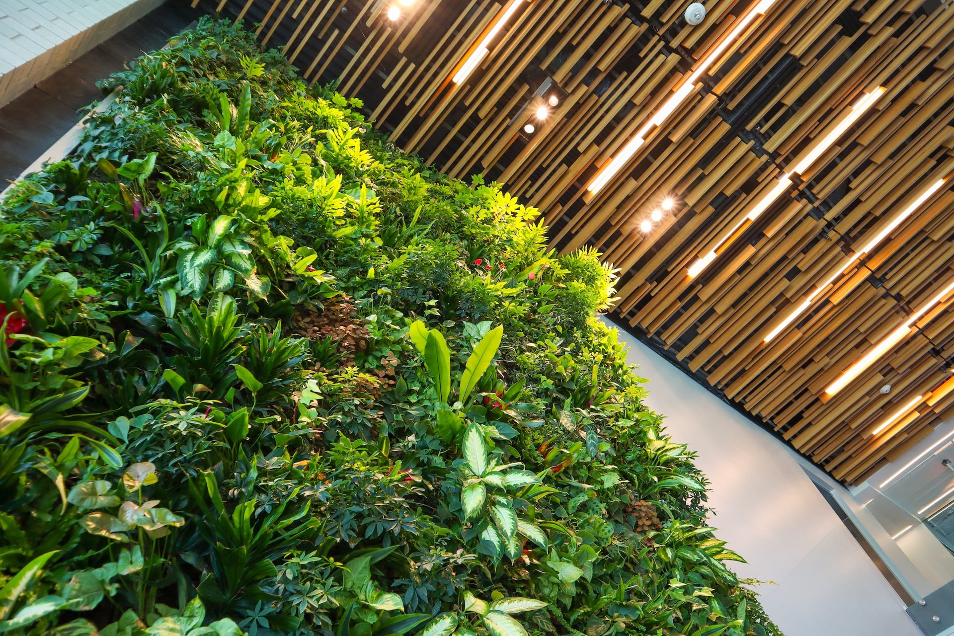 An upwards view of a green plant wall in an office space with wooden slats as the ceiling
